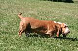 BASSET HOUND 236